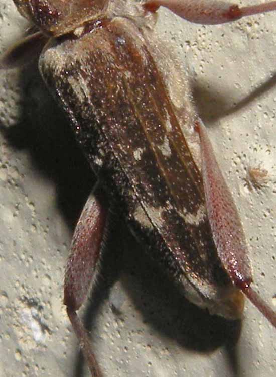 Xylotrechus stebbingi